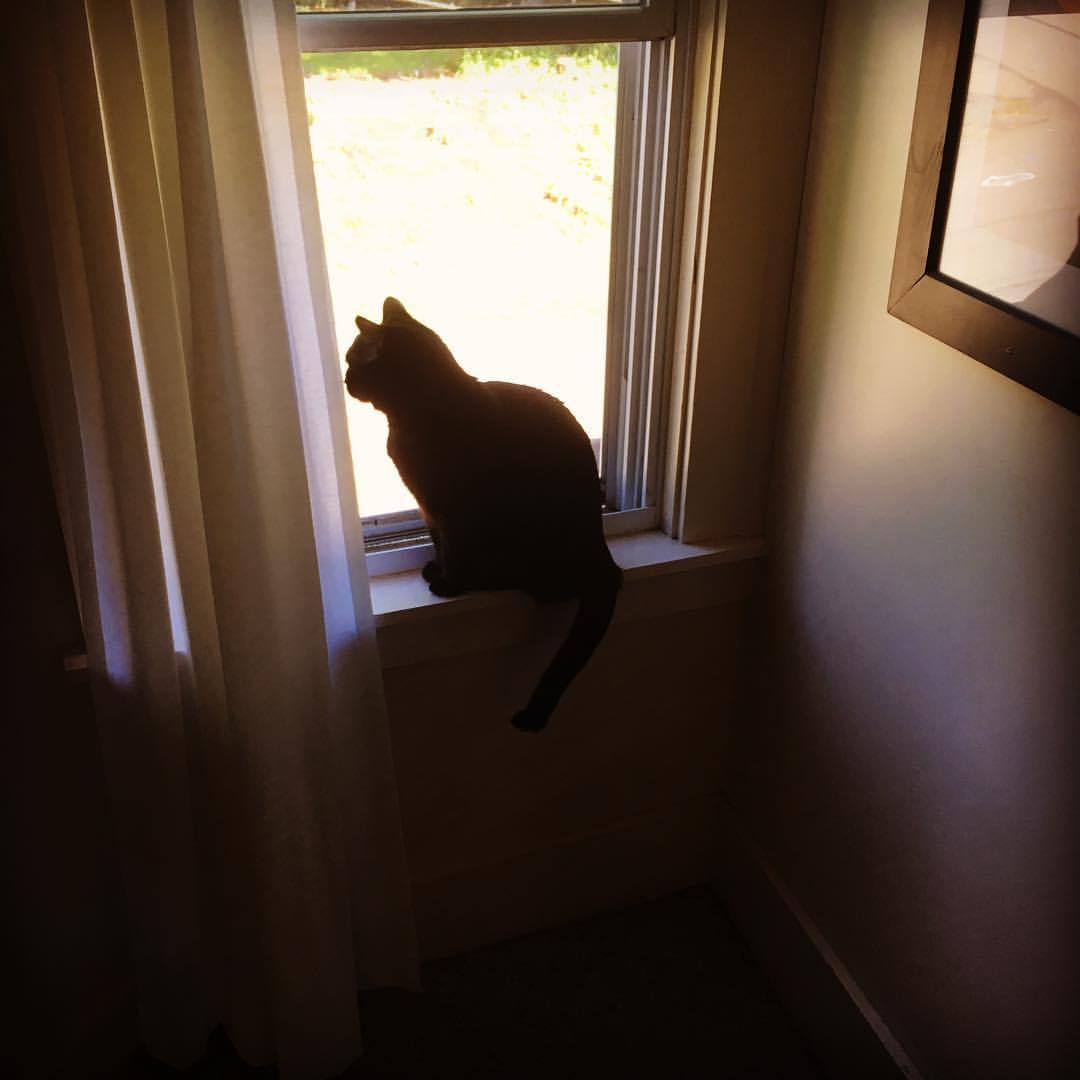 pristinely-ungifted:  Window cat