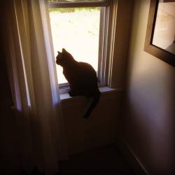 Pristinely-Ungifted:  Window Cat