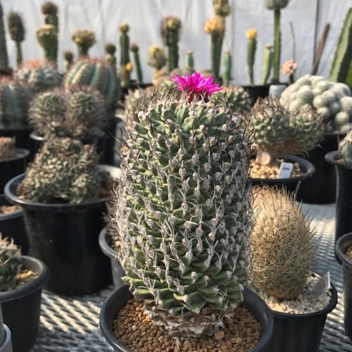 Turbinicarpus alonsoi #cactus #サボテン #succulent www.instagram.com/p/BqbVxoRnh5d/?utm_source=i