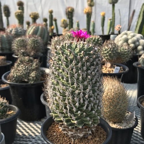 Turbinicarpus alonsoi #cactus #サボテン #succulent https://www.instagram.com/p/BqbVxoRnh5d/?utm_source=i