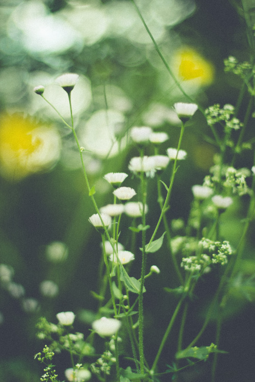 rabbitinthemeadow: Lay me down by the waterWhere the Alder trees grow heavy and green// Part 29