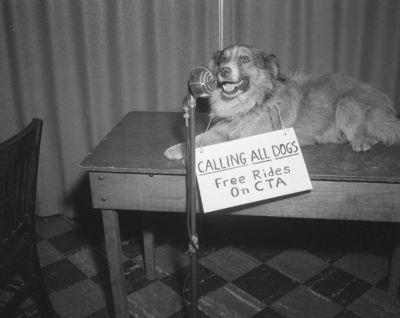 Lost dog found riding the L, 1959, Chicago.