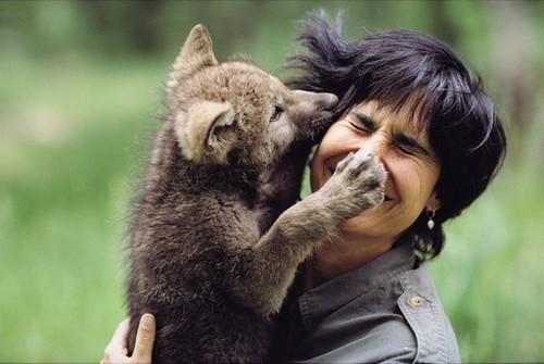 wonderous-world:  Wolves get a bad rap in folklore, but Jim and Jamie Dutcher spent