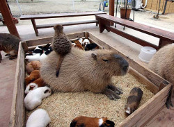 animalssittingoncapybaras:Meerkat + Capybara 