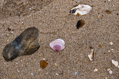 Beachcomber - weekly round up of my daily walks along the beach and findsGRD III | X100Blatant plug 