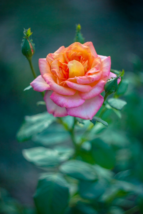 blooms-and-shrooms:Flower from the past ( Helios 77M-4 50mm f1.8 m42) by Sorin MutuVia Flickr: