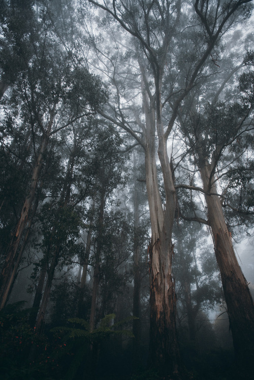 hullocolin: Dandenong Ranges National Park, Australia Instagram | Tumblr | Website | Shop | Etsy