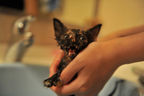 afatblackfairy:  catsbeaversandducks:  Chinese Photographer Finds An Adorable Tortie Stray She’s so tiny and cute! Via Reddit  AHHHH 