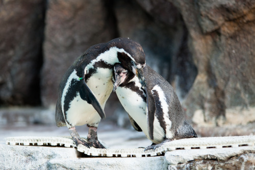 マリンピア松島水族館のサカナ達。ほとんどはこの後に新しく出来た仙台うみの杜水族館に移され、展示されています。