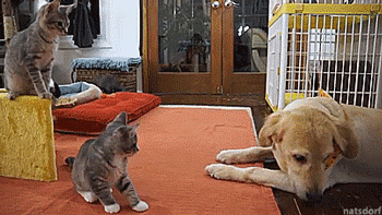 thenatsdorf:Kittens meet a dog for the first time. [full video]