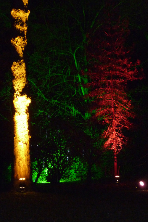 The Enchanted Wood, Part IIIWestonbirt Arboretum, Gloucestershire. December 2013It&rsquo;s such a ma