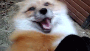 puregag:  Put me down human! 