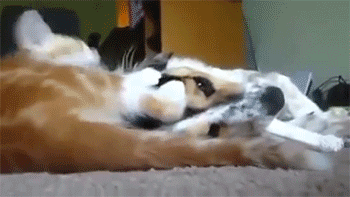 sizvideos:  Cat Annoys Dog Eating Bone - Video 
