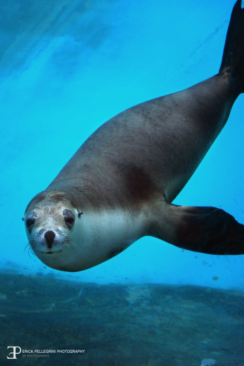 Australia - Taronga Zoo &Sydney Aquarium
