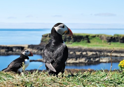 Hundreds of Puffins on the Treshnish isles, Inner Hebrides, Scotland. Photos taken last week during 