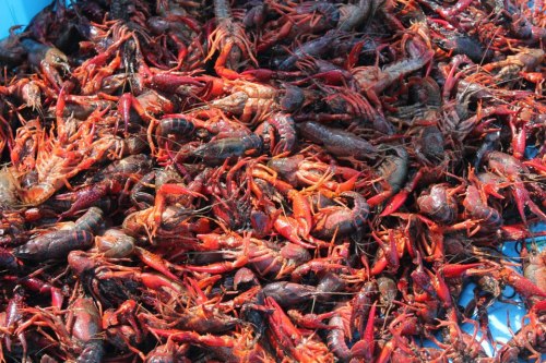 Nothing much like crawfish on the lake. <3 Also happy mother’s day mom!