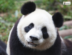 giantpandaphotos:  © Infoway. 