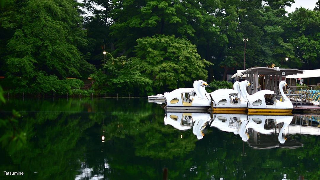 2020.06.01
SWANS, GREEN & REFRECTIONS
ここのところ非常に透明度が高いと聞いていた井の頭池。
雨が降っていましたが本当に綺麗に澄んでいました。
#snap #snapshot #スナップ #街角スナップ #スワンボート #swanboat
#水鏡 #リフレクション #SPiCollective #StreetClassics #Lovers_Nippon
#吉祥寺 #kichijoji #井の頭公園 #inokashirapark
#写真好きな人と繋がりたい...