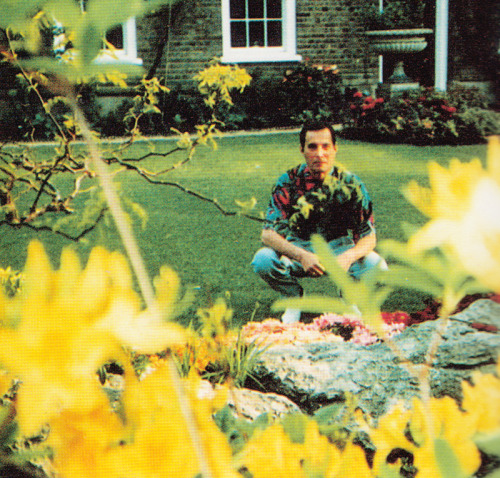 fuckyeahmercury:Last time Freddie Mercury posed for a photograph – spring of 1991Taken at Freddie’s 
