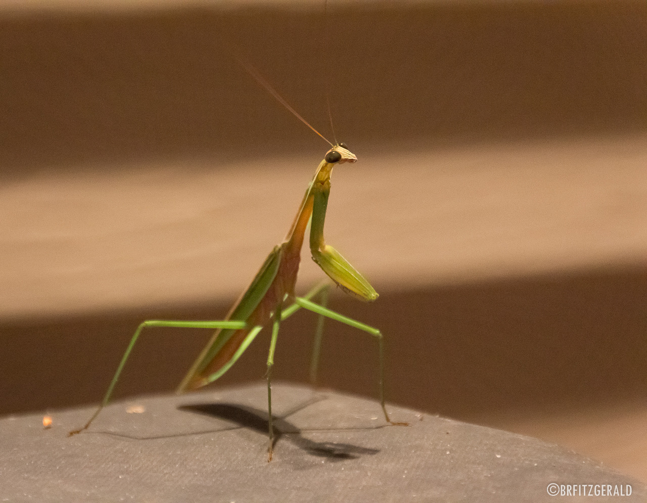 Caught this guy hanging out on top of my grill at night. It was quite a surprise.
Photo © Brian R. Fitzgerald (brfphoto.tumblr.com)