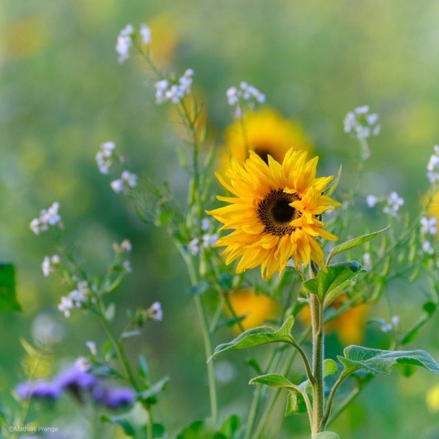 A sunny day and the last messengers of summer