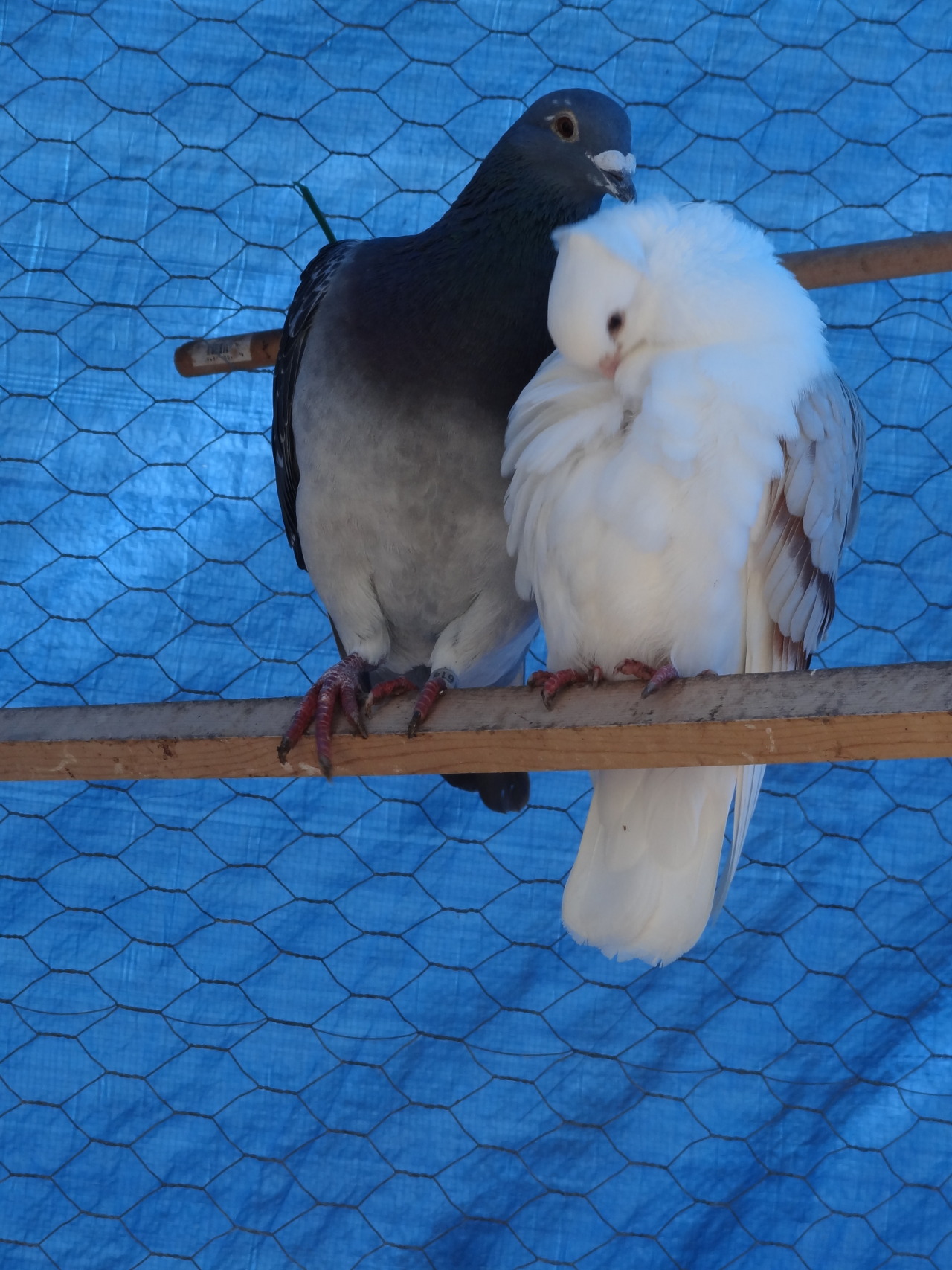 pacificpikachu:  These two are just the cutest little lovey-dovey pigeons. The big
