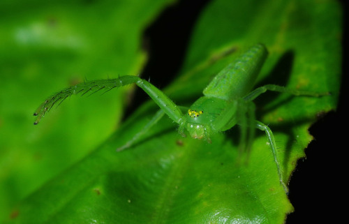 Wakabagumo - Oxytate striatipes - a crab spider from Japan. It has no web, instead grabbing prey wit