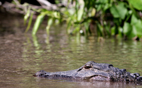 thepredatorblog:  American alligator (by Muddy Turnstone)