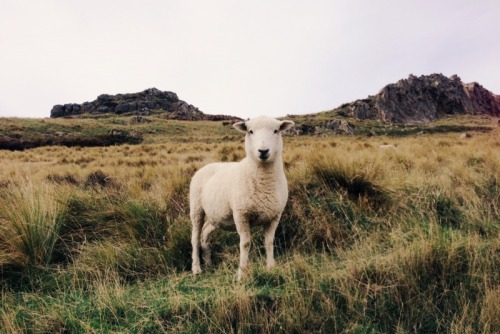 danielodowd: thefocuscollective