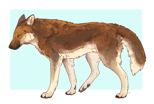 I’ve been playing a lot of Wolvden lately and wanted to draw my lead wolf, Sootstep!