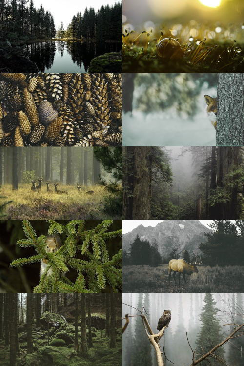 skcgsra: ecosystems → temperate coniferous forest a terrestrial biome found in temperate region