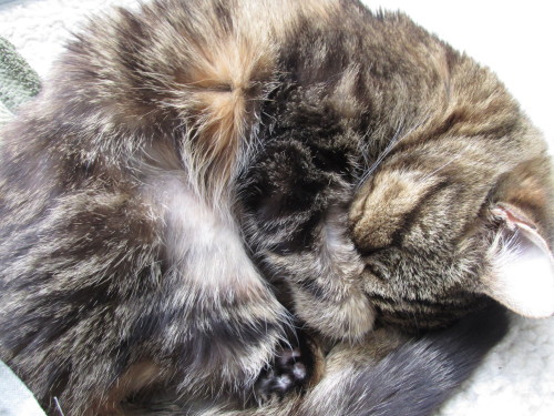 pairofplants:  This is Lucy napping in ball formation, featuring her paw covering her eyes :)