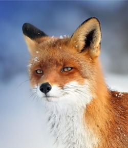 beautiful-wildlife:  European Fox (Vulpes vulpes) by Marcel Bressers