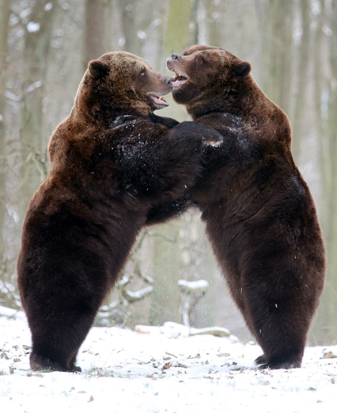 magicalnaturetour:  Swedish brown bears Fred and Frode romp in their enclosure in