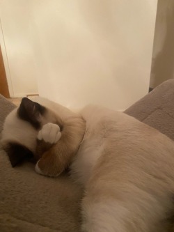 vino-dreams:my boy can be camera shy 🙈 