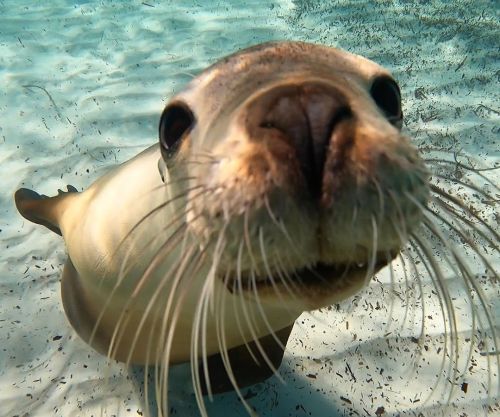 We got Sealion kisses on our first swim for the season last Tuesday at Blyth Island. We are so happy