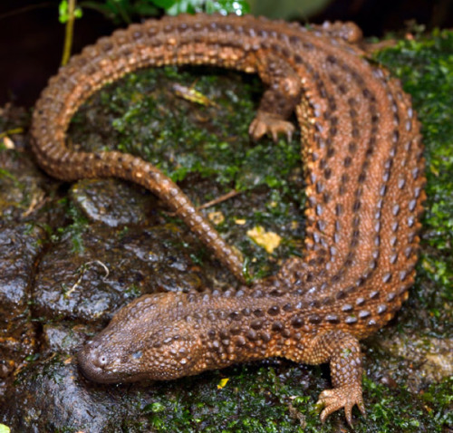 thepredatorblog:  crotalinae:  ftcreature:The prickly Borneo Earless Monitor was first described in 1878 but don’t feel bad if you haven’t heard of it before then. You haven’t been living under a rock, but the Earless Monitor has! You see, the lizard