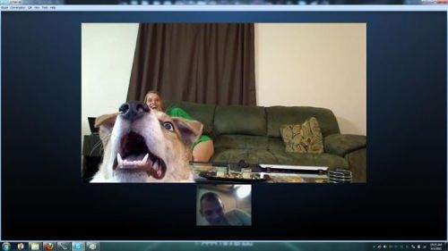 cute-overload:  I was deployed in mid-2011. This was my dog’s very first reaction upon seeing me over Skype. 