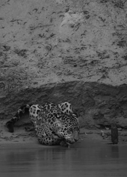 black-and-white-gifs:  Jaguar (Wild Brazil - BBC) 