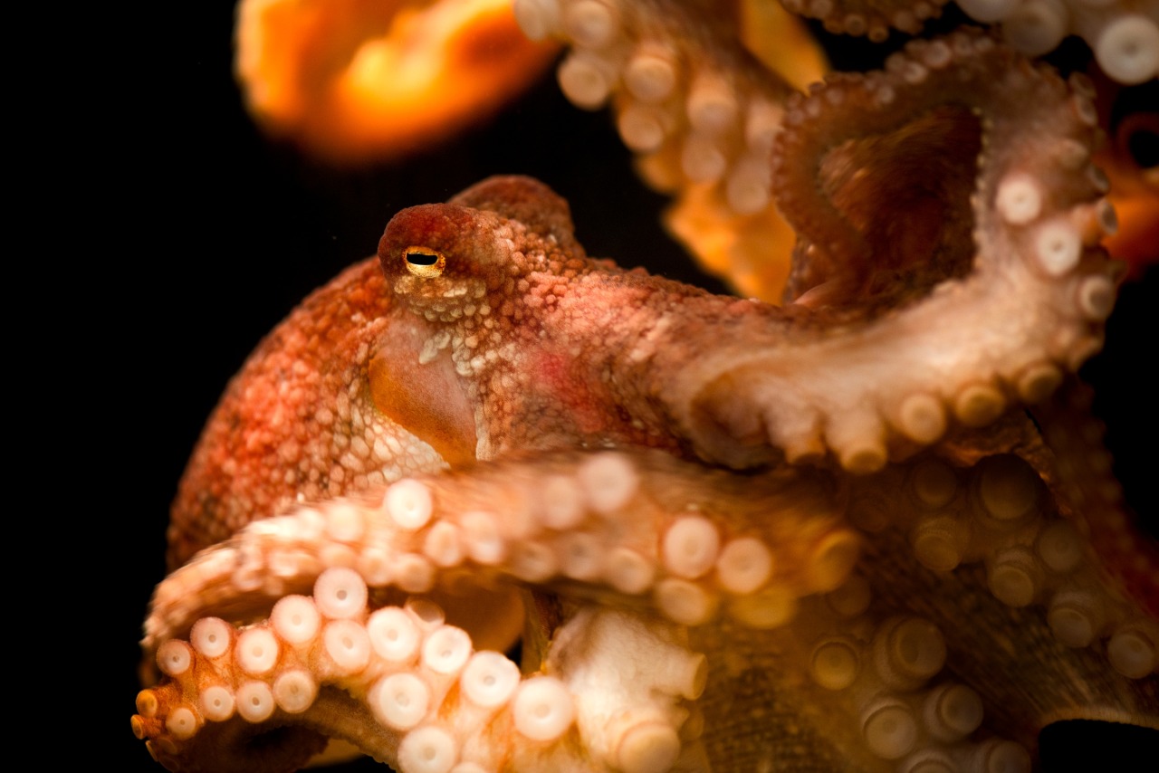 Small but vivid, red octopuses are a frequent sight in the waters of Monterey Bay. Tidepoolers come upon them in the intertidal zone just off the beach. And our friends at Monterey Bay Aquarium Research Institute (MBARI) find them while exploring the...