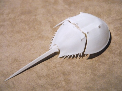 Horseshoe Crab by Brian Chan - Shapeways