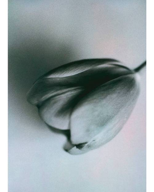 The Fallen Tulip (2014) hand-toned silver-gelatin print by Don Freeman #tulip #donfreemanphoto @donf