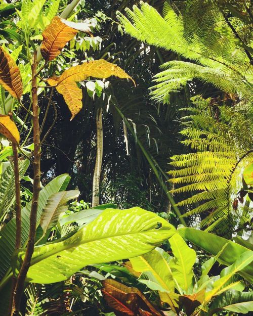 cozysueta: #jungle #home #balinesegarden #tropicalgarden #airbnbbali #airbnbsuperhost #cozysueta #be