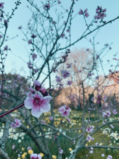 Filoli Historic Gardens in the springtime are simply mesmerizing. Located in Woodside, California ju