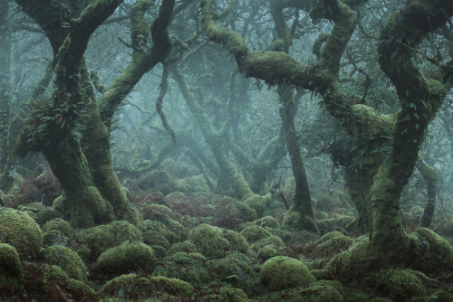 itscolossal:Enchanting Photographs of a Misty English Wood by Neil Burnell