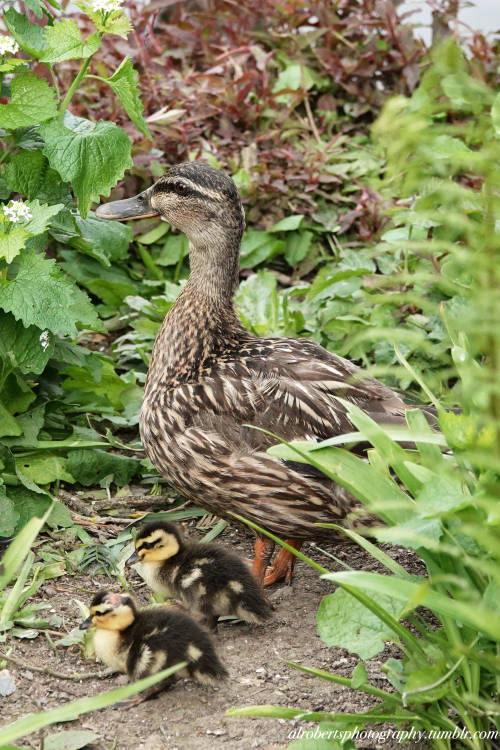 Mallard With Ducklings