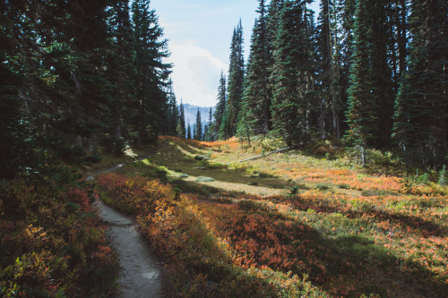 Throwing Shade, Mount Rainier National Park