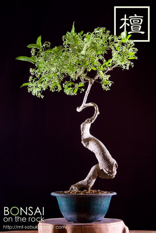 檀（マユミ）の盆栽MAYUMI, Hamilton&rsquo;s spindletree bonsai2015.5.17 撮影bonsai on the rock| Creema | BAS