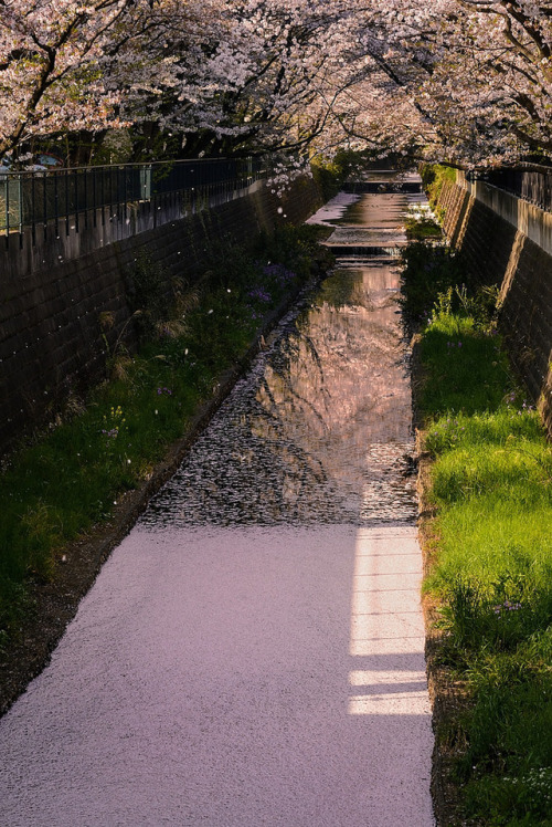 Falling Cherry Petals by mon_masa http://flic.kr/p/U1ddVL