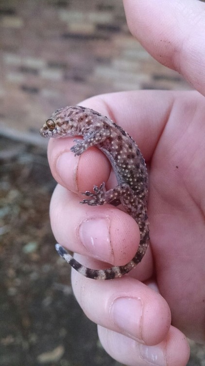 rate-my-reptile:hoofs:CHECK THIS GECKO yee bee clingenn’‘ to this bingle… 9.795/1